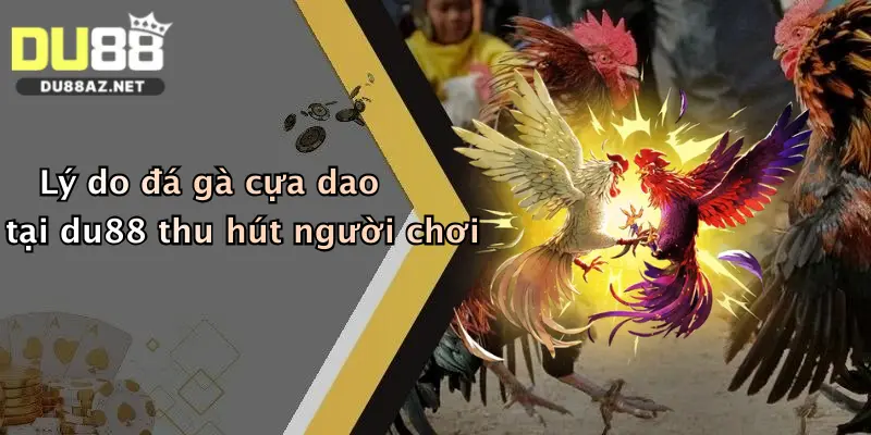 Lý do đá gà cựa dao tại du88 thu hút người chơi